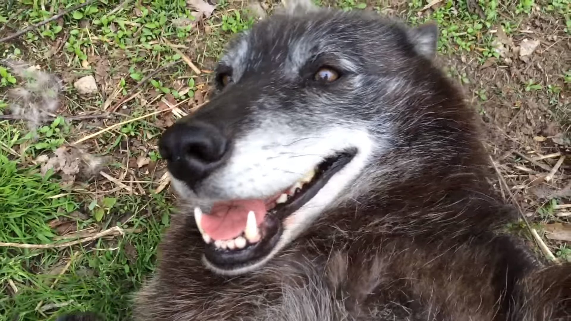 Ο πιο χαρούμενος λύκος.