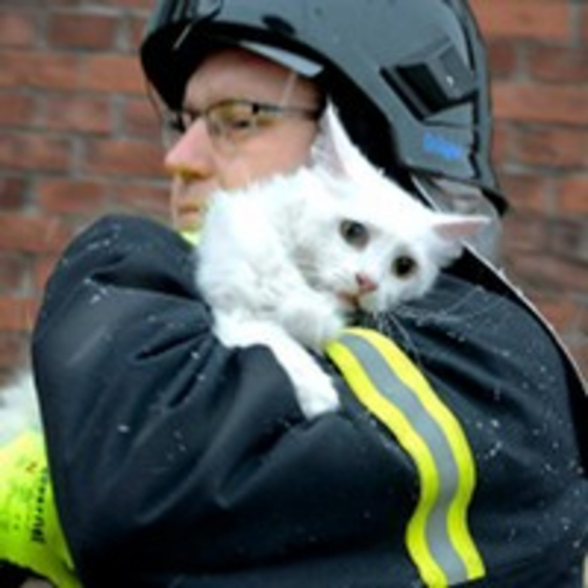 Διάσωση γατούλας από πυροσβέστες