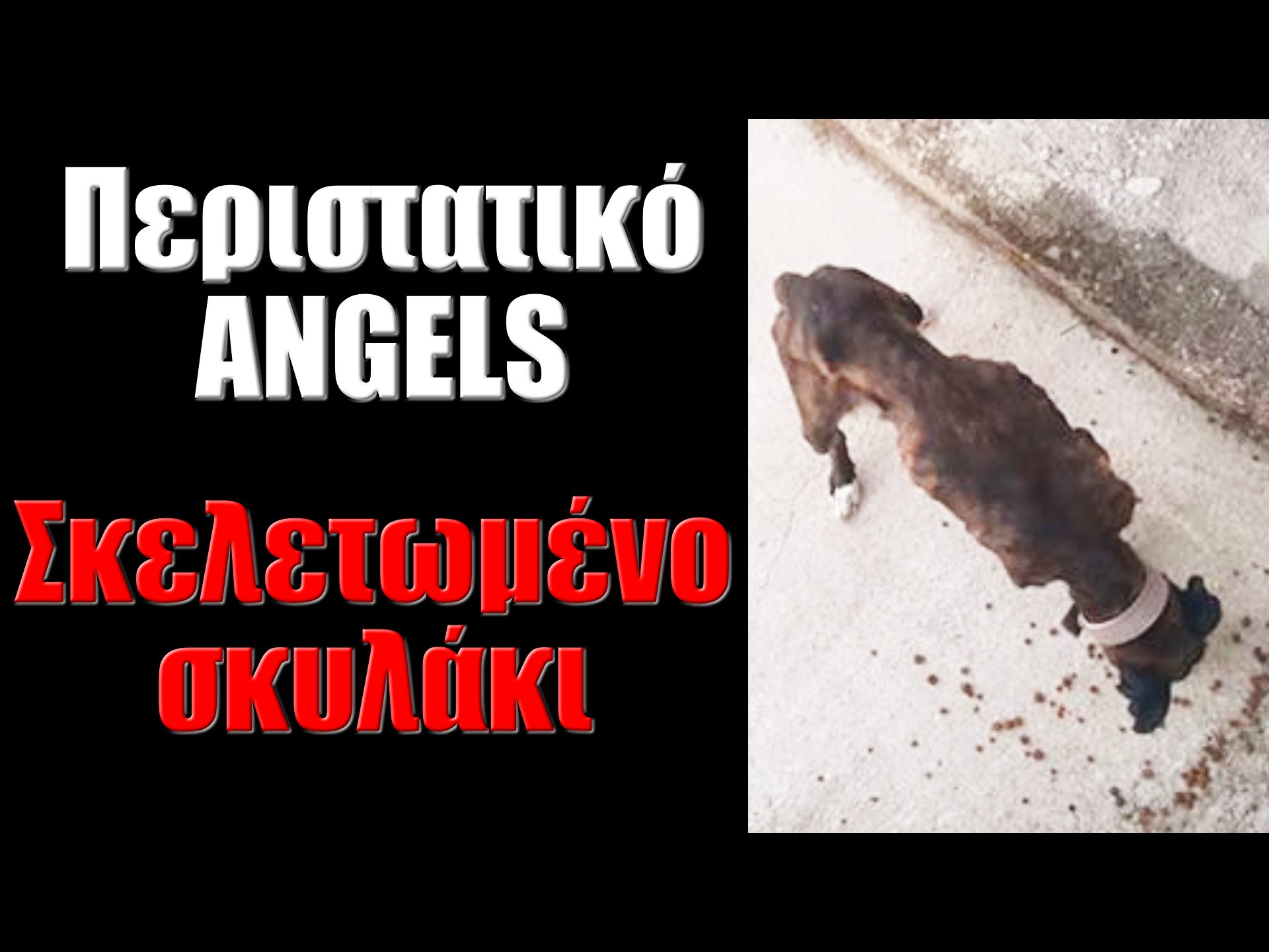 Περιστατικό Angels – Σκελετωμένο σκυλάκι