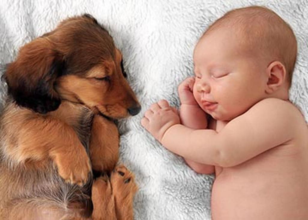 Σκύλος και μωρό – Κινδυνεύει το μωρό σας από τον σκύλο; Τι πρέπει να ξέρω; (περιέχει βίντεο)