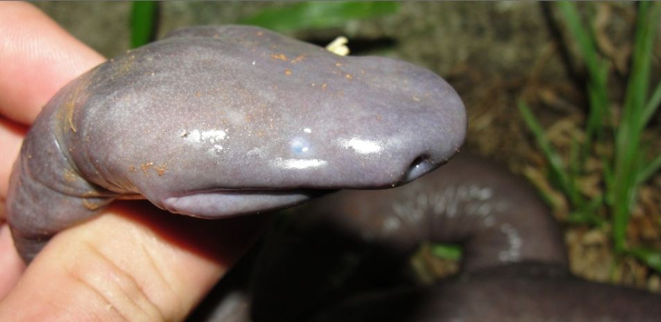 Atretochoana: Το πιο παράξενο φίδι του κόσμου