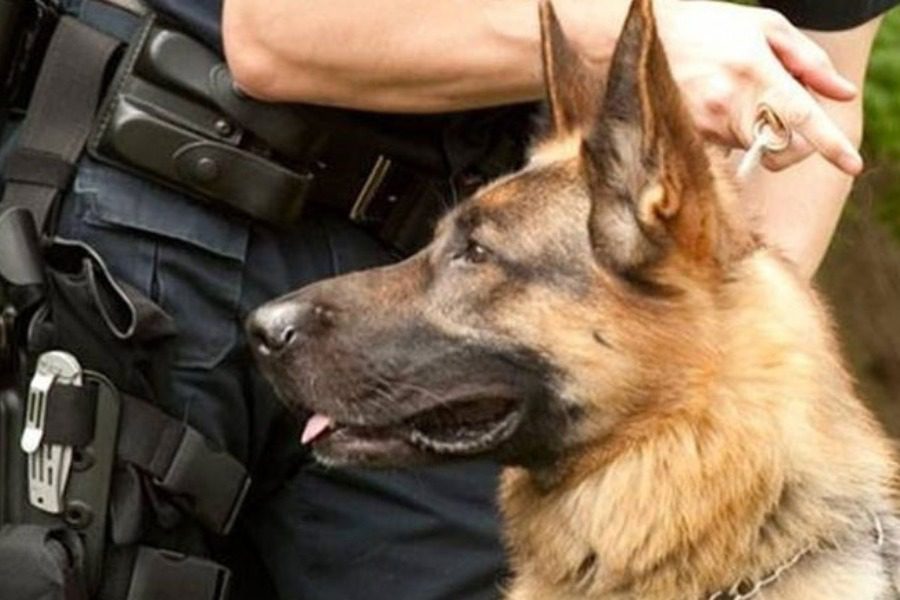 Σκύλος αστυνομικός εντόπισε ναρκωτικά στη Ρόδο