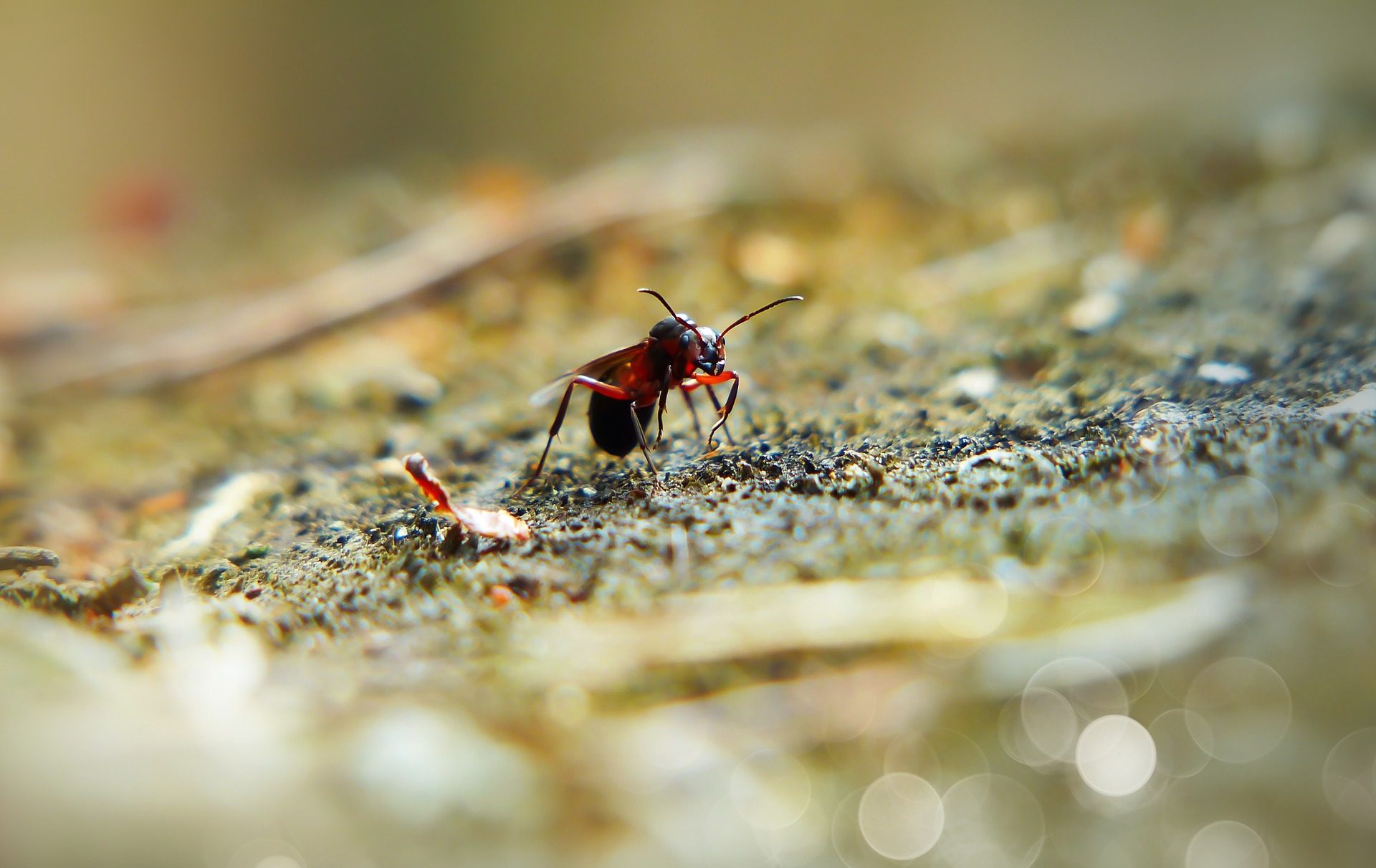 Δραπέτευσαν εκατομμύρια μυρμήγκια κανίβαλοι