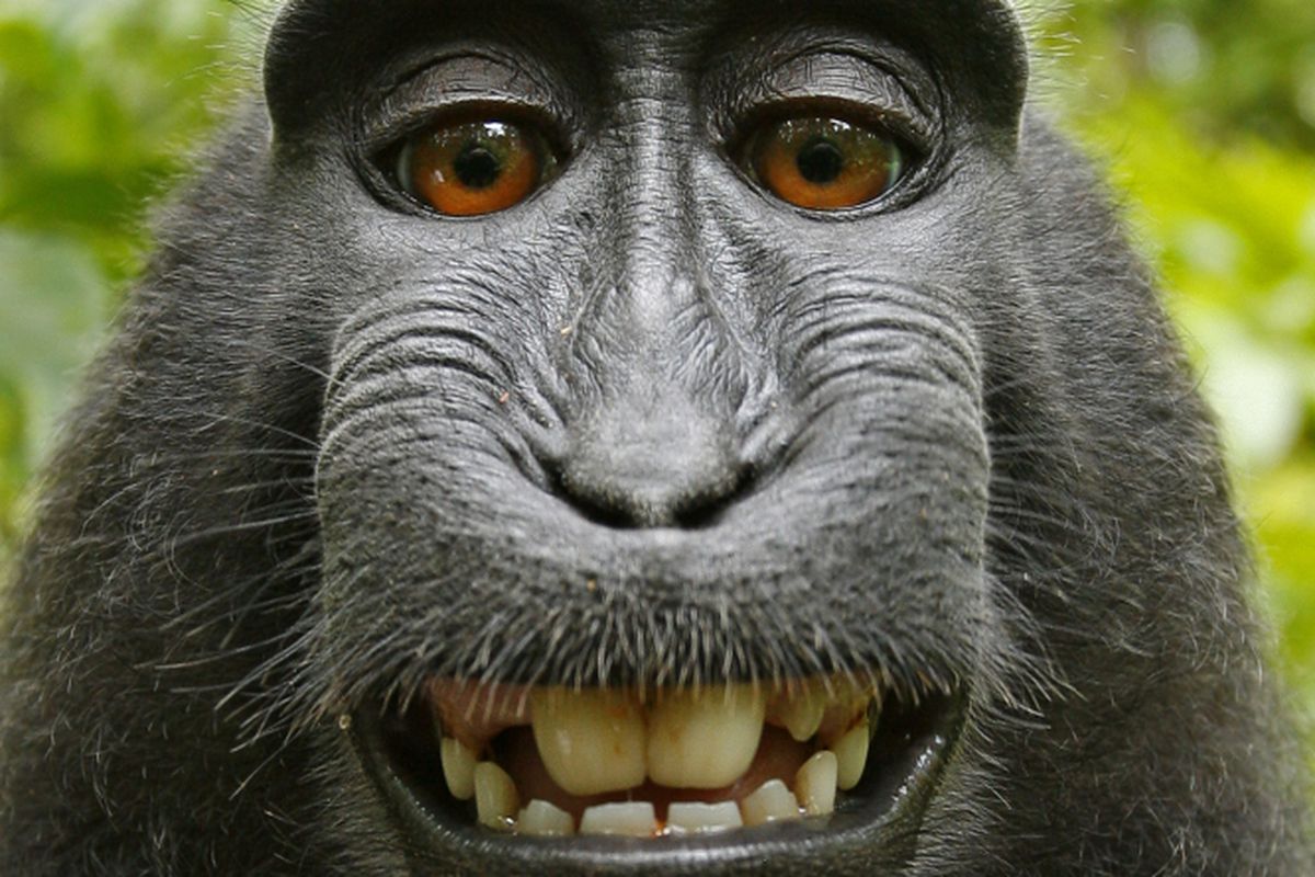 Μαϊμού στη Μαλαισία έκλεψε κινητό και …. έβγαλε selfies