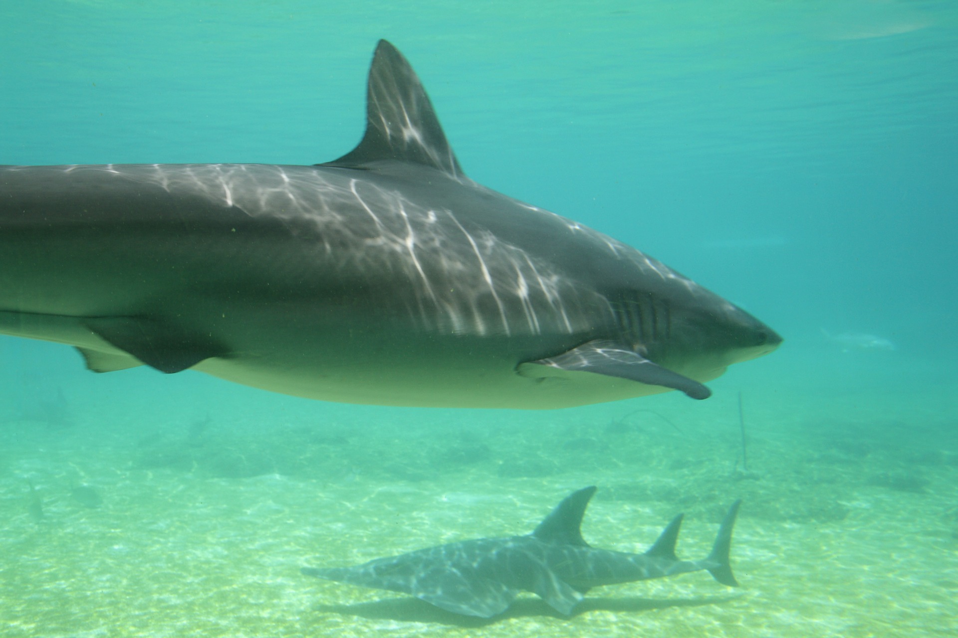 Κορωνοϊός: Μπορεί να θανατωθούν μέχρι και μισό εκατ.καρχαρίες για την παρασκευή εμβολίου