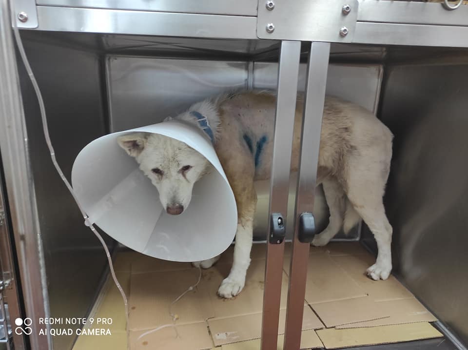Καθηγητής μαχαίρωνε σκύλο: Πώς είναι το σκυλί μετά το χειρουργείο