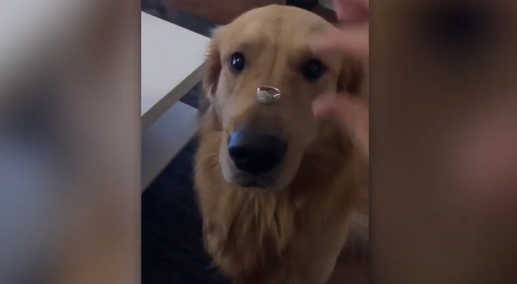 Προσπάθησε να κάνει το σκυλί της να ποζάρει με το δαχτυλίδι αρραβώνων και… την πάτησε