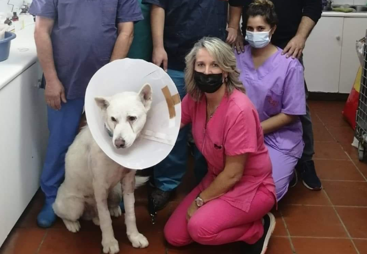 Τα κατάφερε και θα επιστρέψει στον κηδεμόνα του ο σκύλος που μαχαιρώθηκε στη Νίκαια