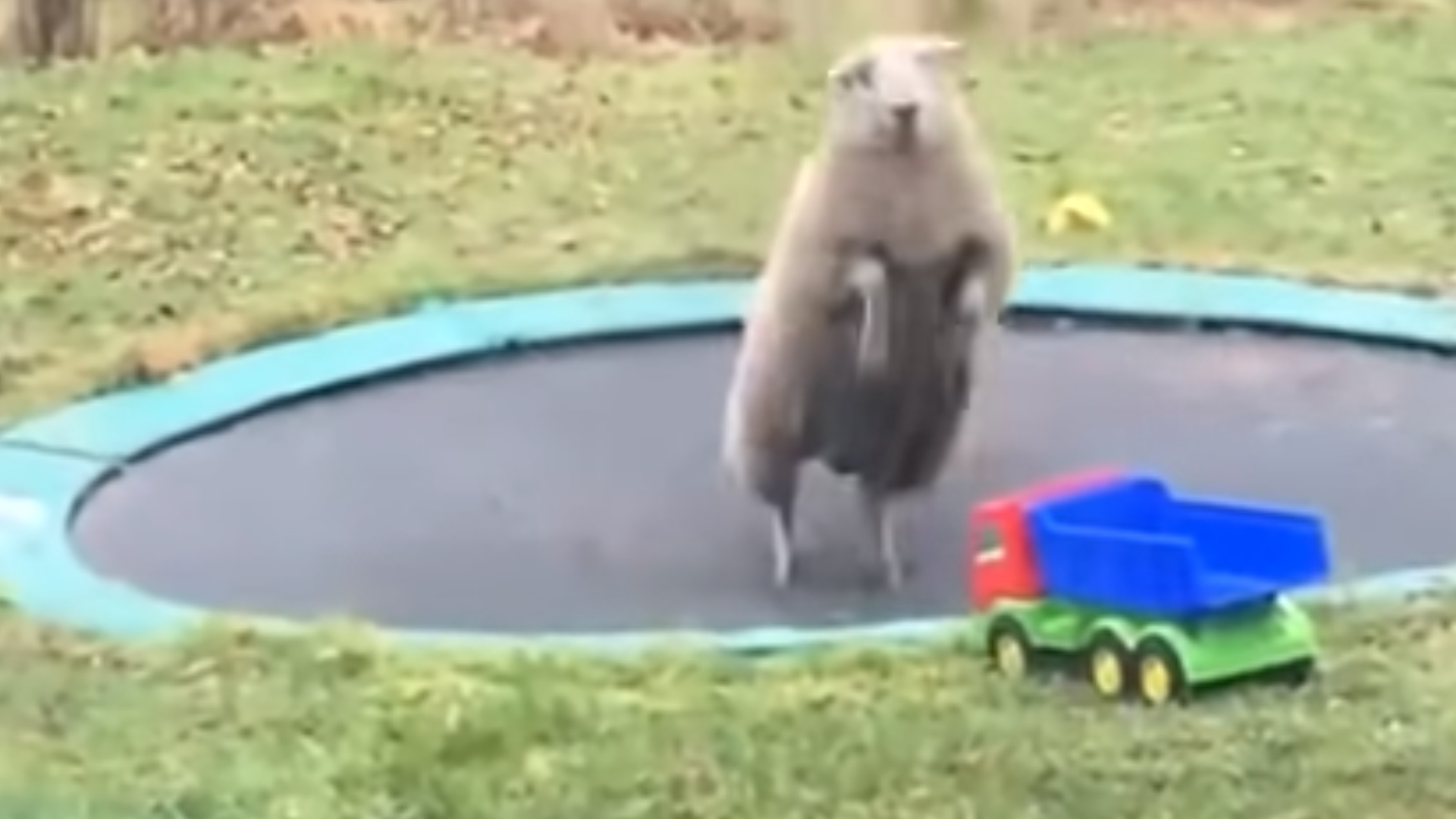 Πρόβατο ανακαλύπτει πώς μπορεί να κάνει τραμπολίνο