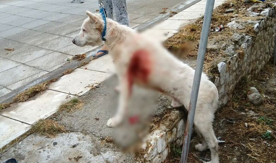 Καθηγητής μαχαίρωνε σκύλο στη μέση του δρόμου – ΦΤΑΝΕΙ! ΣΤΟΠ ΣΤΗΝ ΑΝΩΜΑΛΙΑ και το ΕΓΚΛΗΜΑ!