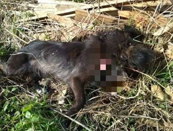 Κρήτη: Πυροβόλησε εν ψυχρώ και σκότωσε αδέσποτο σκύλο – Συνελήφθη