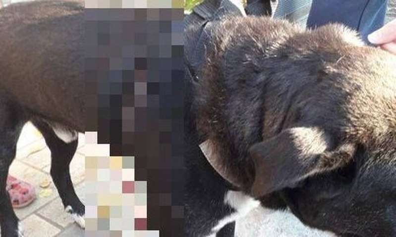 Βόλος: ΣΟΚ! – Τραυματισμός σκύλου με βέλος
