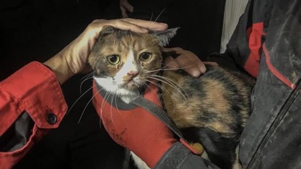 Γάτα διασώθηκε από σκύλο-διασώστη στα συντρίμμια του σεισμού στη Σμύρνη