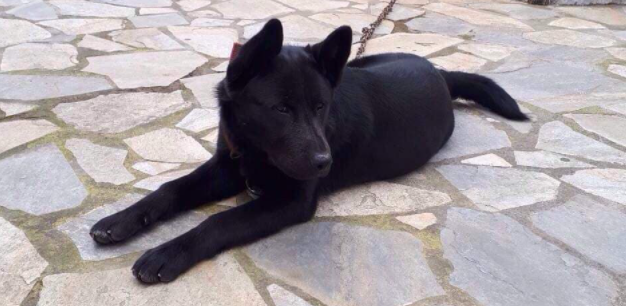 Σοκ στην Πιερία: Κακοποιήθηκε σeξουαλικά σκύλος