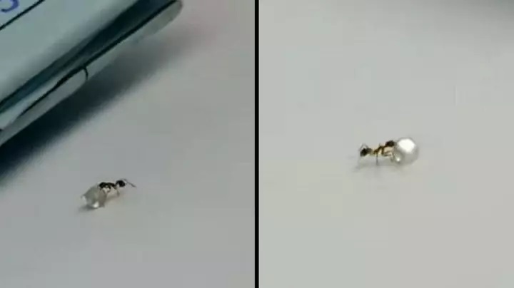 Μυρμήγκι κλέβει πολύτιμο διαμάντι από κοσμηματοπωλείο