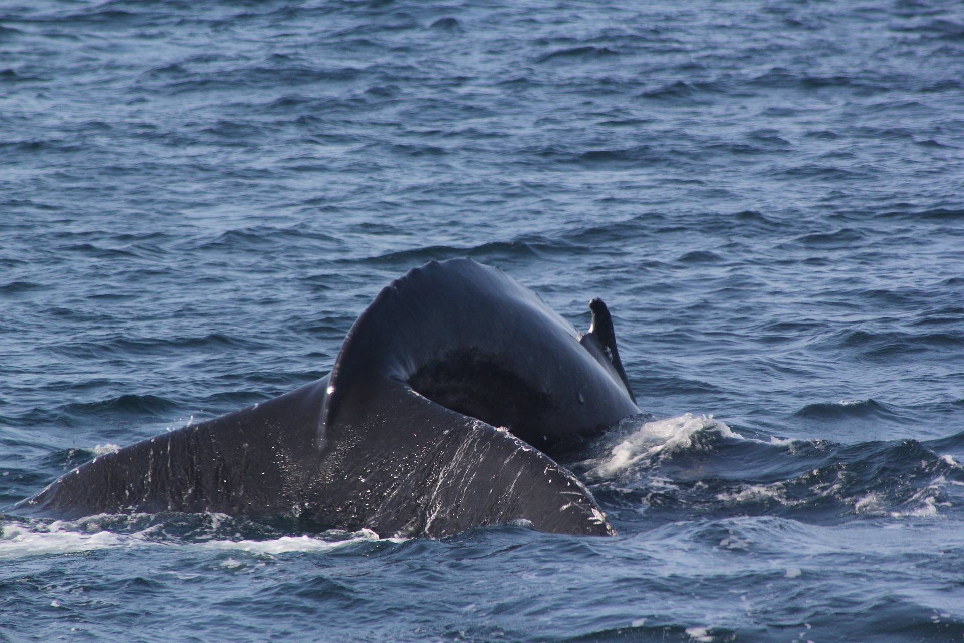 Πειραιάς: Νεκρή φάλαινα ξεβράστηκε στη Φρεαττύδα – Δείτε βίντεο