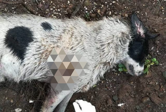 Φθιώτιδα: Επικήρυξαν τον άνθρωπο που πυροβόλησε και σκότωσε σκύλο