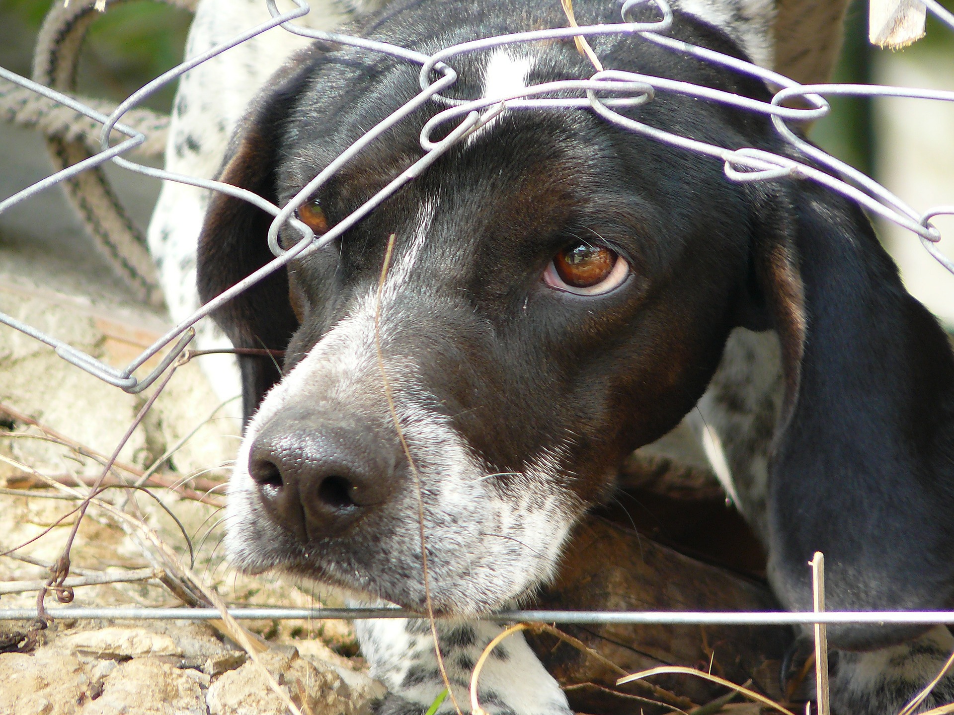 Κιλκίς: Κτηνοτρόφος σκότωσε σκύλο με καραμπίνα – Συνελήφθη