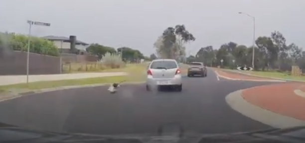 Σκύλος πέφτει από το παράθυρο αυτοκινήτου – Βίντεο