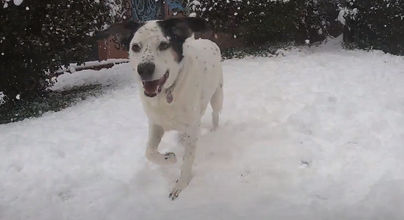 Σκυλάκια στο χιόνι – Ένα βίντεο που θα σε κάνει σίγουρα να χαμογελάσεις!