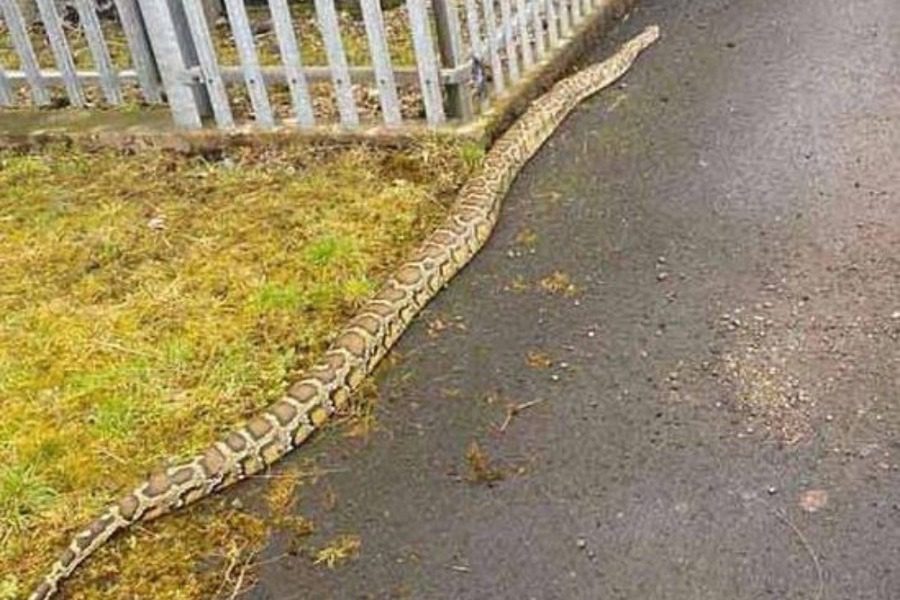 Μεγάλα φίδια κάνουν βόλτες σε πολυσύχναστους δρόμους στη Σκωτία (βίντεο & φωτογραφίες)