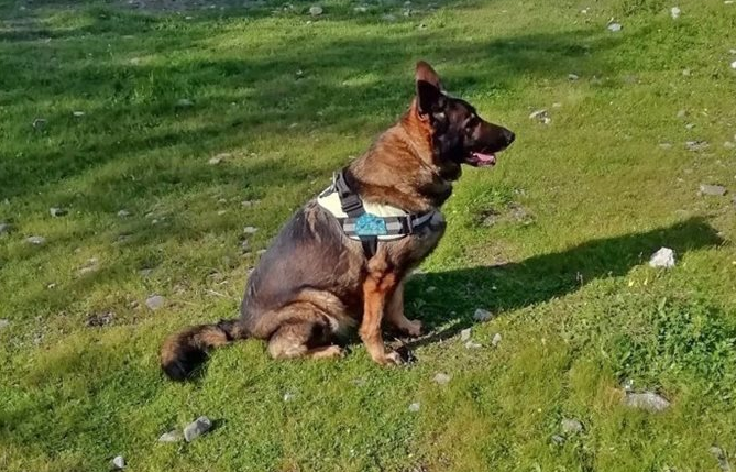 Ηράκλειο Κρήτης: Η Ντάικα μετέβη στο σημείο της μαζικής δηλητηρίασης σκύλων για να σώσει τα υπόλοιπα ζώα της περιοχής