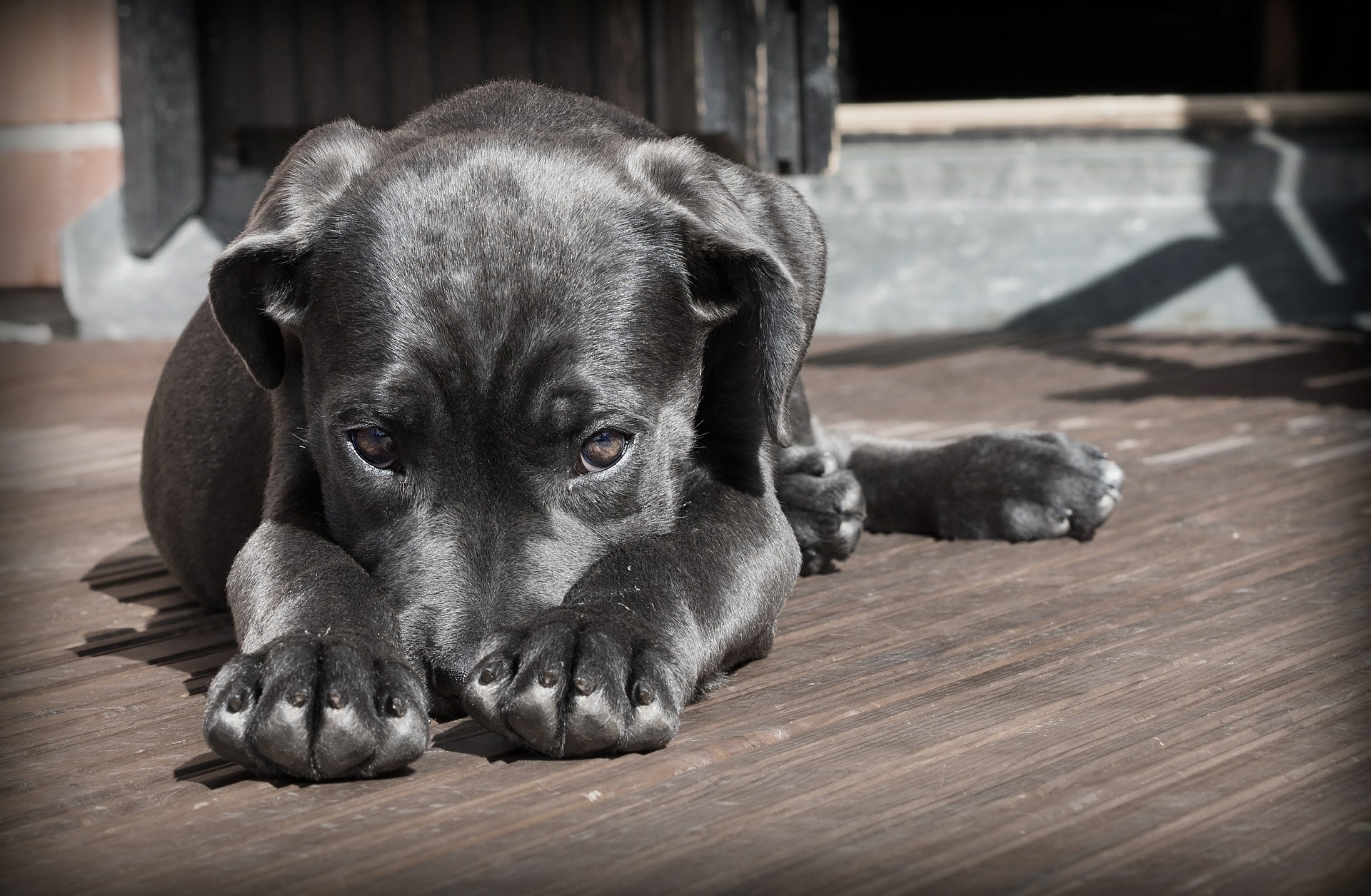 Φρίκη: Κρέμασαν σκύλο από γέφυρα στα Χανιά – ΠΡΟΣΟΧΗ σκληρές εικόνες