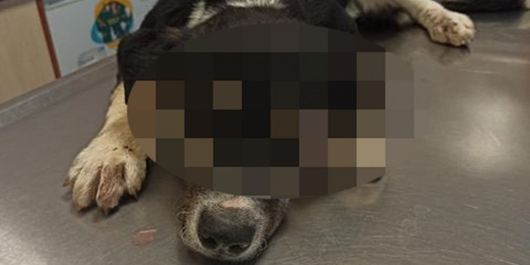 Λέσβος: Βρέθηκε στα σκουπίδια σκυλί τυλιγμένο με σύρμα, μέσα σε τσουβάλι