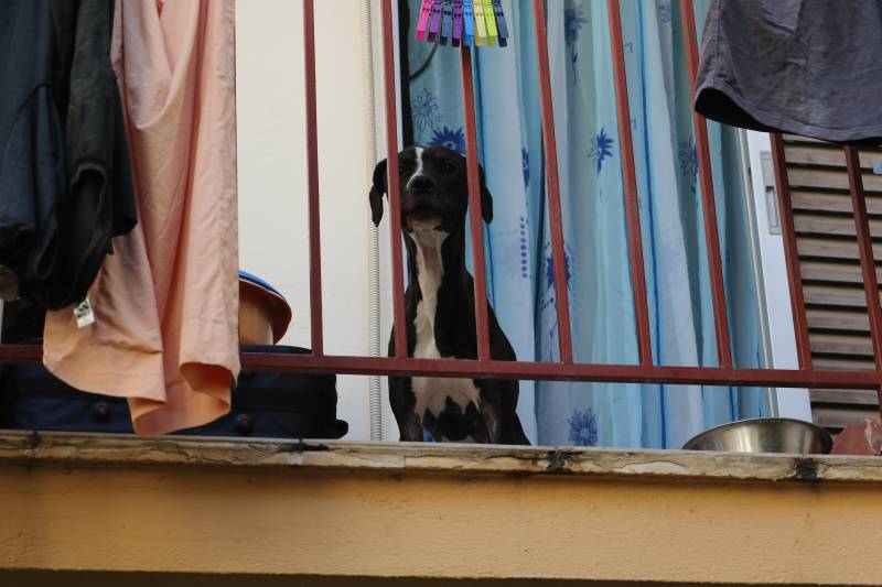 Καλαμάτα: Εγκαταλελειμμένο σκυλί σε διαμέρισμα επί μήνες