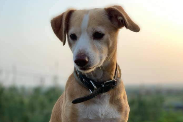 Σκότωσαν σκύλο, τον Ρόι, με αεροβόλο στην Σκιάθο – Έκκληση για μάρτυρες