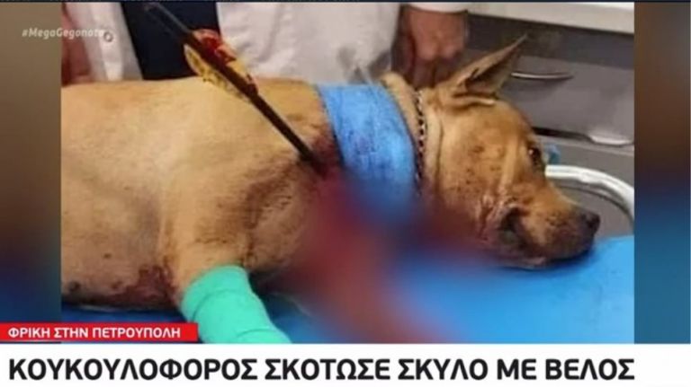Βίντεο ντοκουμέντο από τη δολοφονία σκύλου με βέλος στην Πετρούπολη