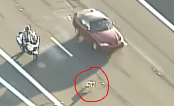 Διάσωση σκύλου από αστυνομικούς σε λεωφόρο μετά από τροχαίο ατύχημα – Βίντεο