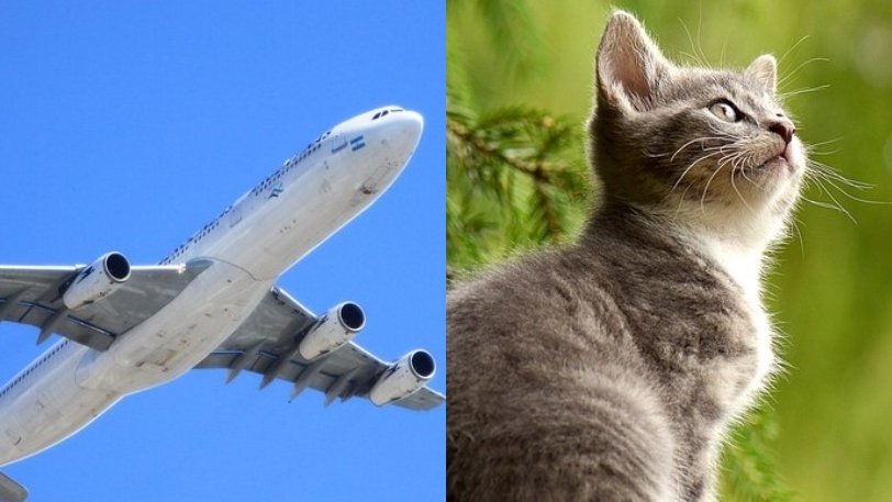 Αεροσκάφος έκανε αναγκαστική προσγείωση μετά από “απαίτηση” μίας γάτας