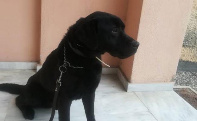 Θεσσαλονίκη: Ο αστυνομικός σκύλος Άτλας ξετρύπωσε κρυμμένα ναρκωτικά