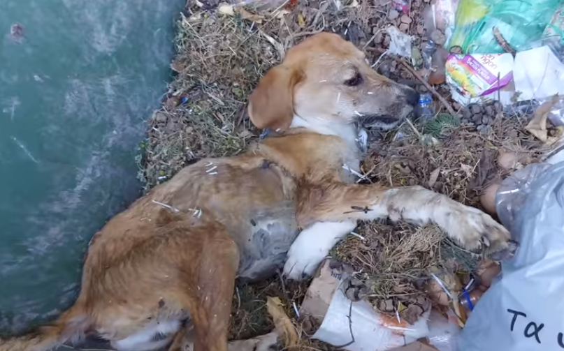 Βρήκε σκυλί χτυπημένο από ΙΧ μέσα σε κάδο σκουπιδιών στη Σάμο