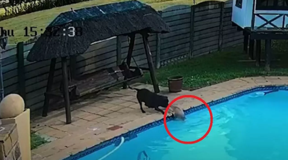 Video: Δείτε πώς ένα σκυλί σώζει τον φίλο του που κινδυνεύει να πνιγεί σε πισίνα