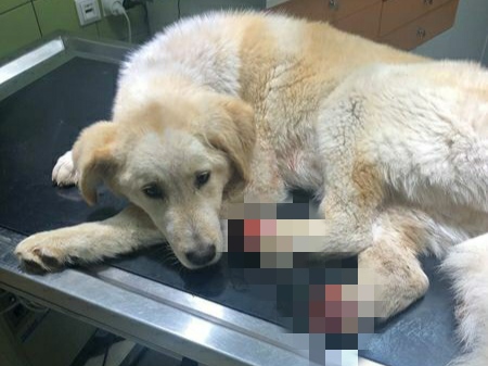Αγρίνιο: Βρέθηκε σκυλάκι χωρίς πατουσάκια – Μήνυση κατά αγνώστων (ΠΡΟΣΟΧΗ! Σκληρές εικόνες)
