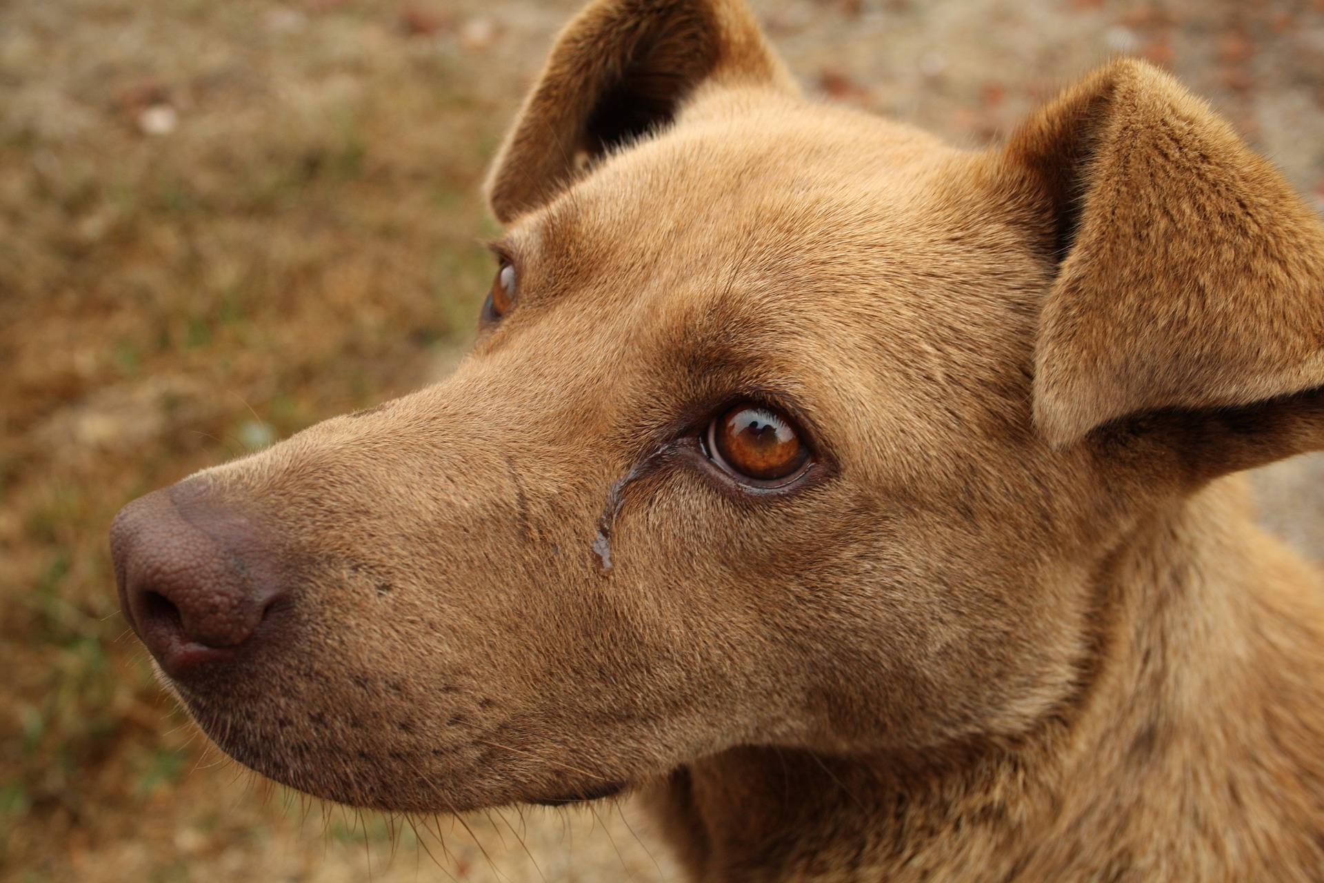 Δολοφόνος σκυλιών στο Νεστόριο Καστοριάς: Επικήρυξη 2.000 ευρώ για τον δράστη