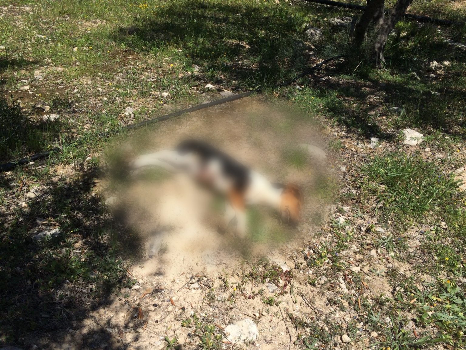 Πυροβόλησαν και σκότωσαν σκυλάκι αφού πρώτα το βασάνισαν – Κρήτη
