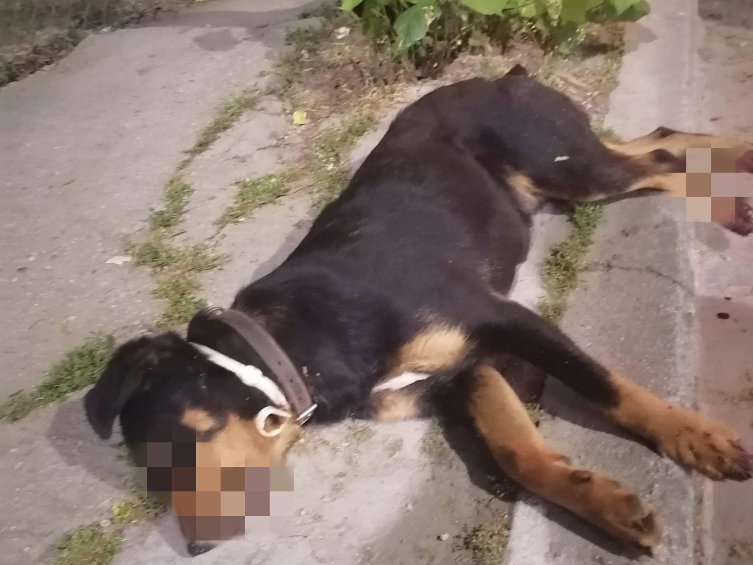 Βόλος: Νεκρό σκυλί μετά από τροχαίο