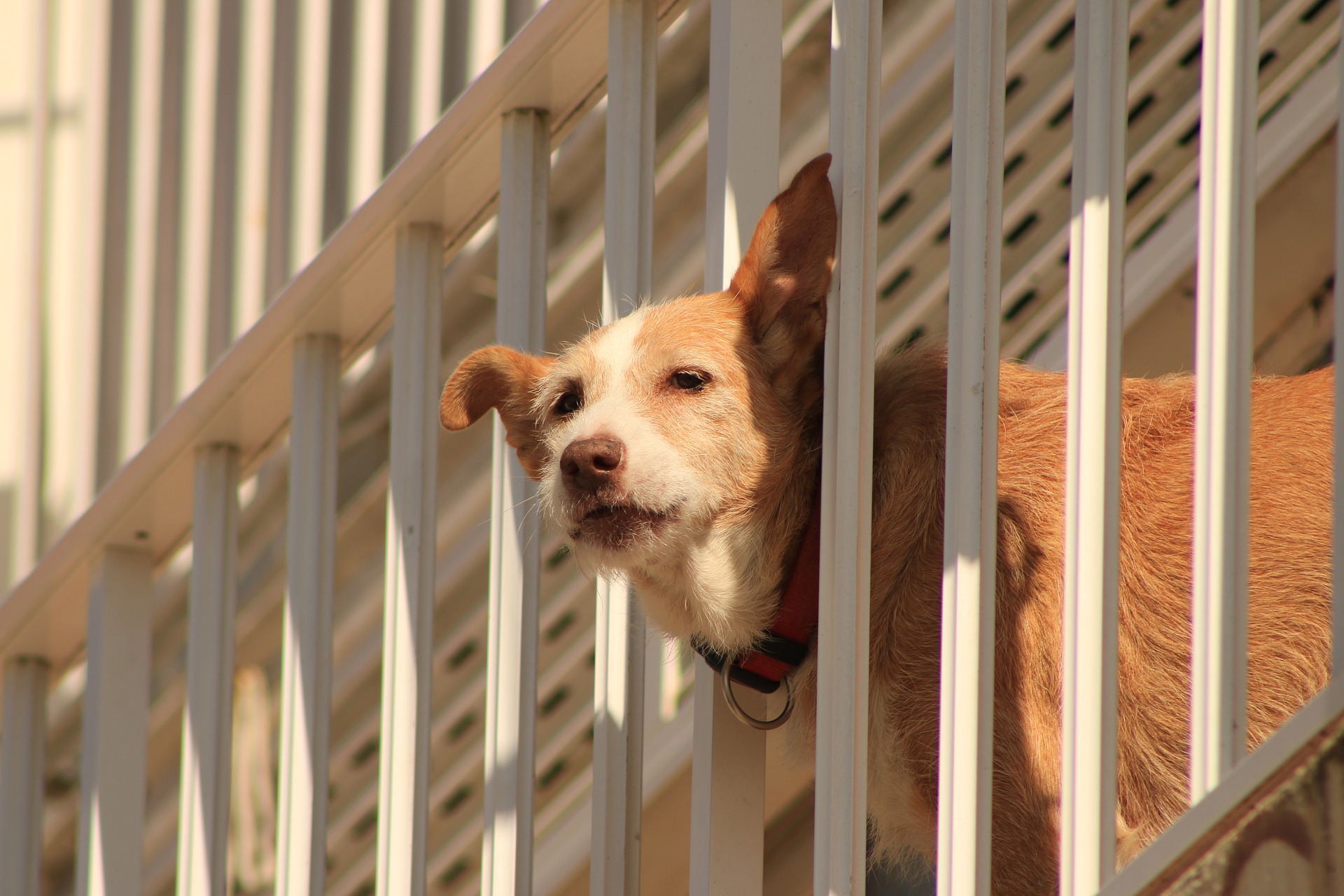 Σκυλί στο μπαλκόνι για 8 ώρες. Είναι παράνομο; (βίντεο)