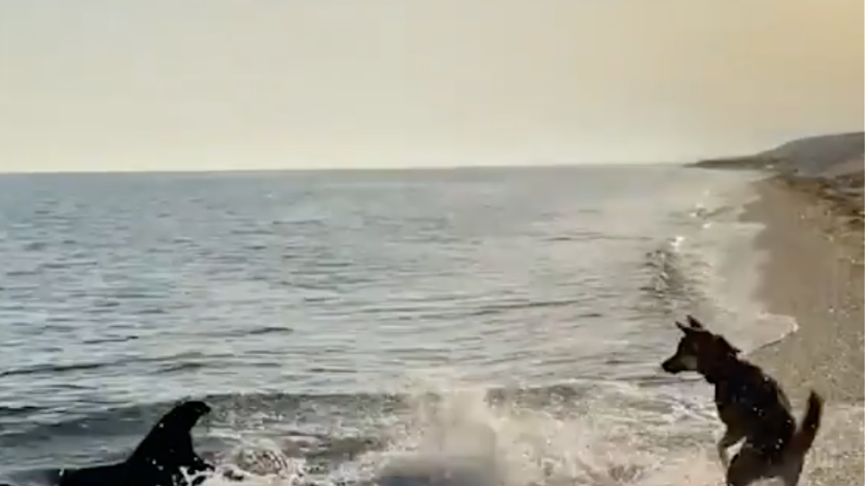 Κριμαία: Η στιγμή που σκύλος παίζει με ένα δελφίνι – Βίντεο